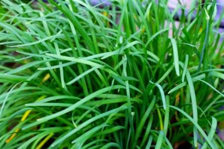 揭秘女人为何被称为“割韭菜”的命运，背后的真相让人深思！