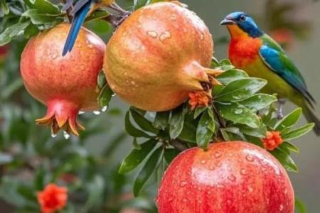 石榴木命的人适合使用什么手机？找到你的手机最佳搭配！