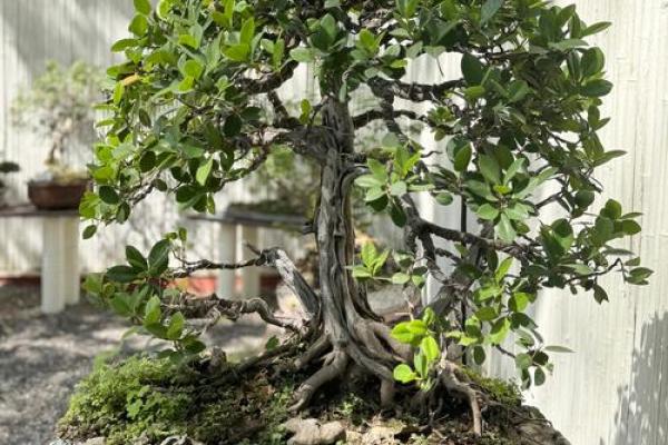 榕树下的守护神:如何选择对森林木的命好木材 榕树下的守护神:如何选择对森林木的命好木材