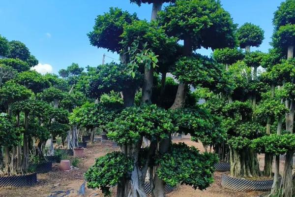 榕树下的守护神:如何选择对森林木的命好木材 榕树下的守护神:如何选择对森林木的命好木材