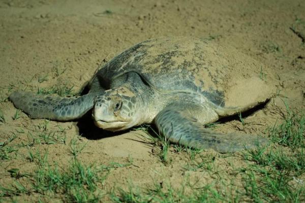 冬眠的龟：生命与智慧的抉择