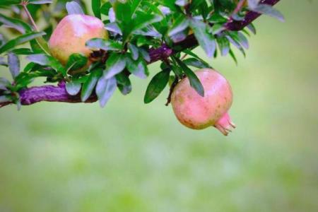 根据石榴木命选择生意方向的最佳指南
