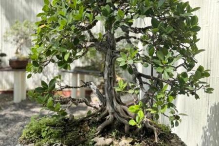 榕树下的守护神：如何选择对森林木的命好木材