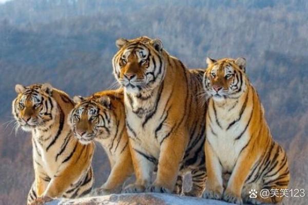 属虎正月二十八出生的命运与人生解析