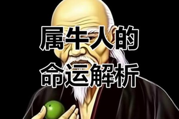 属牛之人在晚八点出生的命运分析与人生定位 属牛之人在晚八点出生的命运分析与人生定位