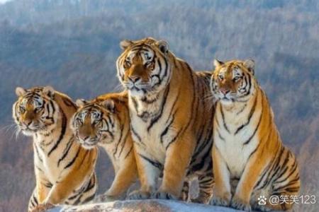 属虎正月二十八出生的命运与人生解析