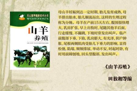 属羊之人与草之缘：揭示羊吃草的命理奥秘