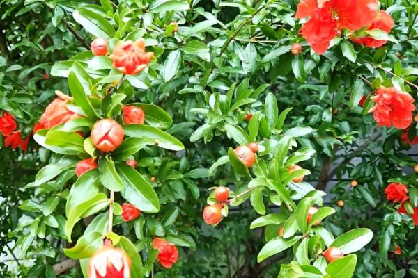 石榴木命的入门风水:见什么能带来好运与幸福? 石榴木命的入门风水:见什么能带来好运与幸福?