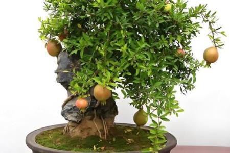 石榴木命的入门风水：见什么能带来好运与幸福？