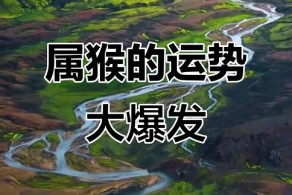 31岁属猴的人,命运与机遇的交织之路 31岁属猴的人,命运与机遇的交织之路