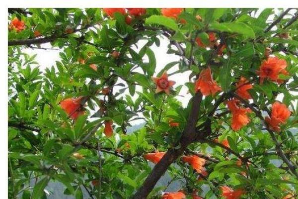 石榴木命的颜色之选：如何挑选合适的钱包提升运势？