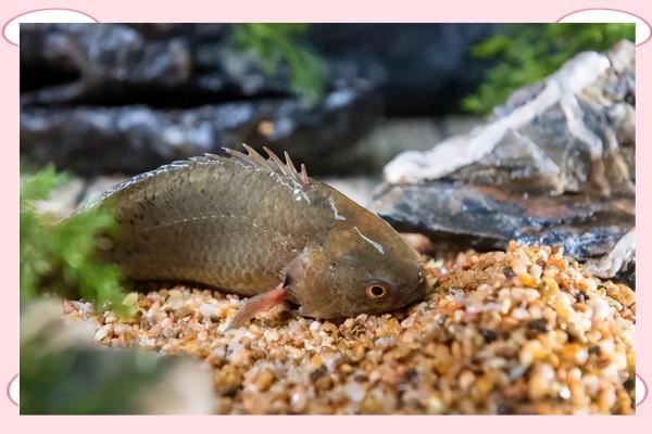 沙中土命人适合养哪些鱼?揭秘最佳选择! 沙中土命人适合养哪些鱼?揭秘最佳选择!