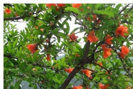 石榴木命的颜色之选：如何挑选合适的钱包提升运势？