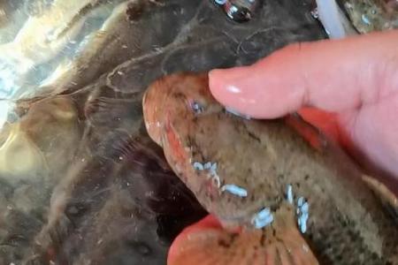 沙中土命人适合养哪些鱼？揭秘最佳选择！