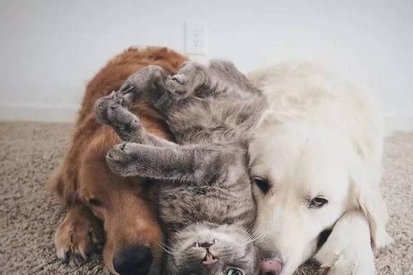 人与狗猫之间的深厚情谊——它们是最忠实的伙伴 人与狗猫之间的深厚情谊——它们是最忠实的伙伴