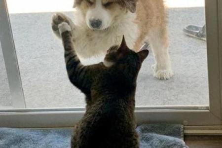 人与狗猫之间的深厚情谊——它们是最忠实的伙伴