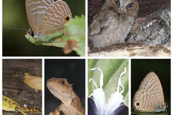 每个人的旋律:从一人一款命歌曲看生命的多样性与独特性 每个人的旋律:从一人一款命歌曲看生命的多样性与独特性