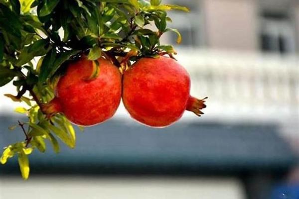 石榴木命的性格特点与最佳搭配命理分析 石榴木命的性格特点与最佳搭配命理分析