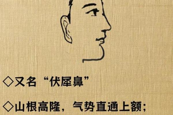 女人鼻子尖的命运解读：神秘面相与人生方向的联系
