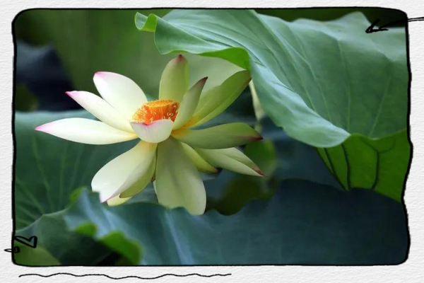 山林之虎女命:探寻女性命理的力量与智慧 山林之虎女命:探寻女性命理的力量与智慧