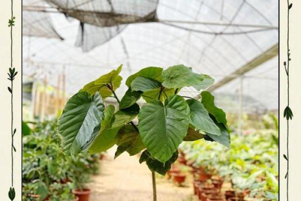 榕树:爱情与财富的双重象征 榕树:爱情与财富的双重象征