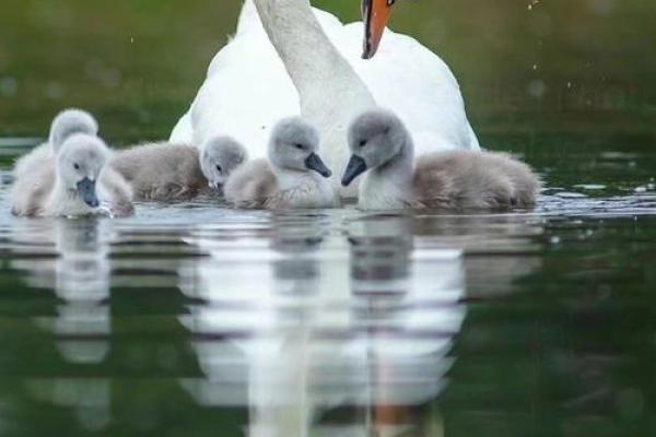 母女相依为命:细腻感人,心灵的动物之旅 母女相依为命:细腻感人,心灵的动物之旅