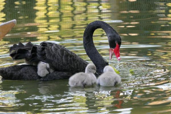母女相依为命:细腻感人,心灵的动物之旅 母女相依为命:细腻感人,心灵的动物之旅