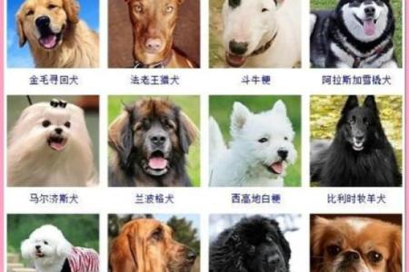 关爱狗狗，选对狗粮让它们健康快乐！