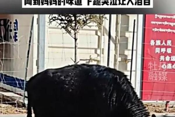 母牛难产命悬一线：关乎生命的问题与我们应该如何应对