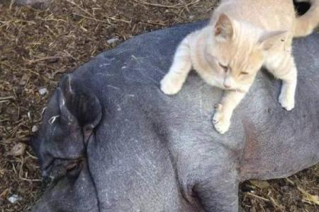 石榴木命男人的养生之道：巧妙选择伴侣与宠物的秘密