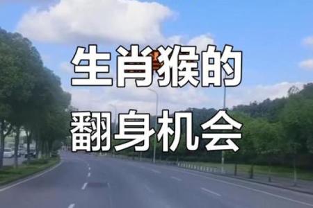 1972年属猴人的命理解析：聪明灵活，人生路途的智慧与挑战
