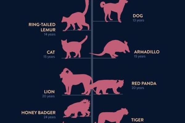 动物界的长寿大师：揭秘最长寿命的动物
