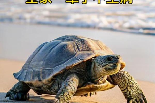 动物界的长寿大师：揭秘最长寿命的动物