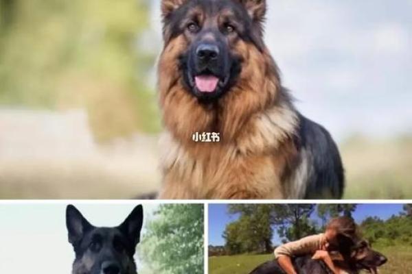 龙狗巡视：命运的交织与人生的启示