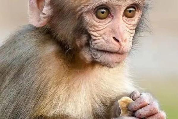 壬申年分析：属猴之年与命理奥秘深探