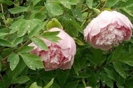 2017年属鸡人的命运解析：在风雨中绽放光彩的逆袭之路