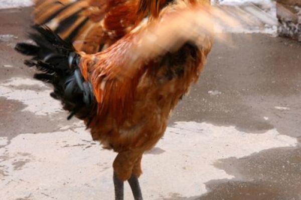 93年鸡命：无畏前行，筑梦人生的五彩斑斓之路