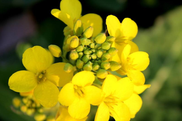 食神旺的女命:生活的幸福与事业的丰收之路 食神旺的女命:生活的幸福与事业的丰收之路