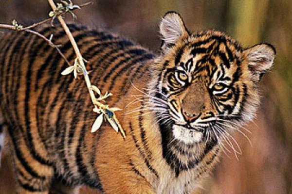 三月初七出生的虎:命运与性格的深度解析 三月初七出生的虎:命运与性格的深度解析