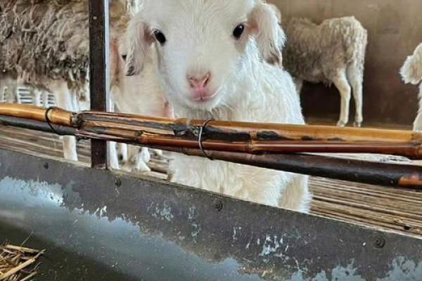 三月出生的羊：温柔灵动的命运探秘