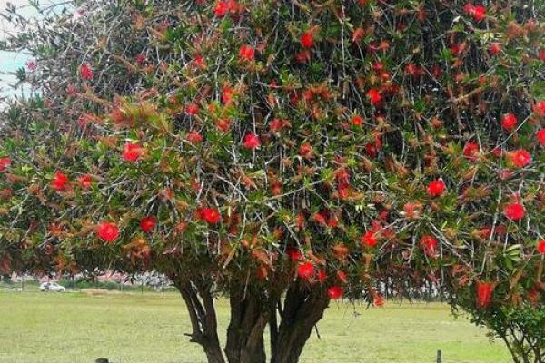 石榴木命的人适合的颜色与生活哲学探讨