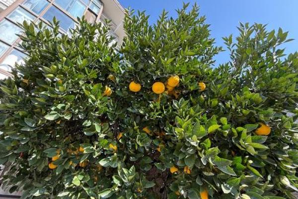 如何选择适合种植果树和花草的命理,助你家庭园艺美满丰收! 如何选择适合种植果树和花草的命理,助你家庭园艺美满丰收!