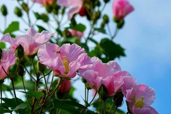 如何选择适合木命的伴侣,让爱情绽放出最美的花朵 如何选择适合木命的伴侣,让爱情绽放出最美的花朵