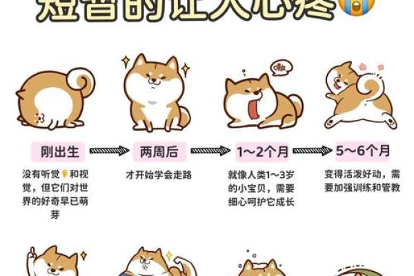 十二月出生的狗生肖:命理解析与生活指南 十二月出生的狗生肖:命理解析与生活指南