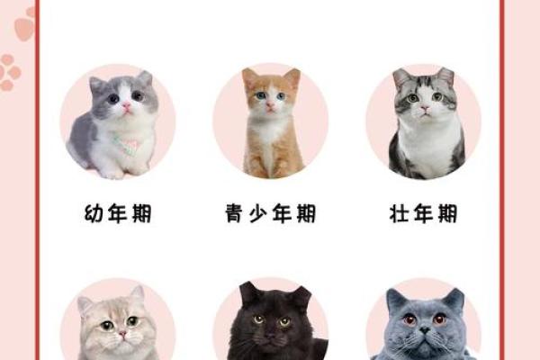 揭开妈宝男的面纱：性格成因与成长轨迹的深度解析