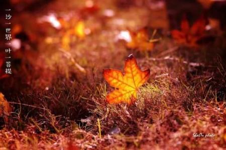 揭秘上上签蝙蝠命的特征与运势，探索生命的奥秘与灵性之旅！