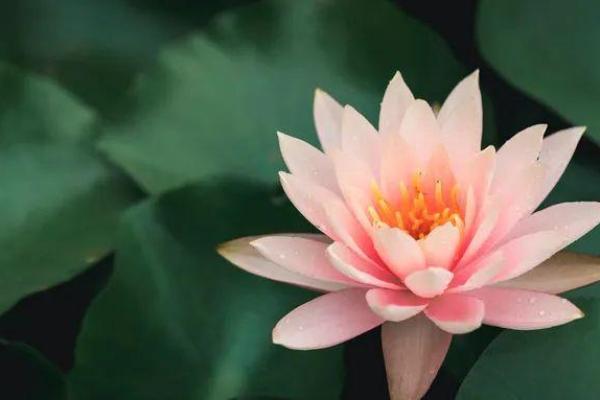 朋友圈抽签海豚命,解密你的命运和运势! 朋友圈抽签海豚命,解密你的命运和运势!