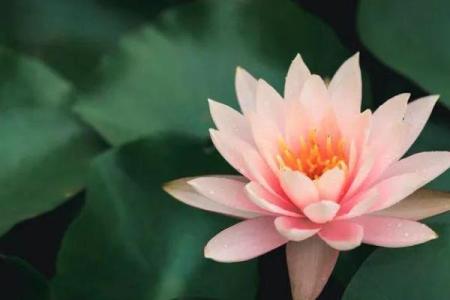 朋友圈抽签海豚命，解密你的命运和运势！