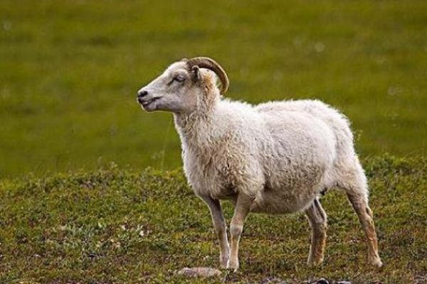 七十八岁生肖马的命运探秘：优雅与挑战同行的生命旅程