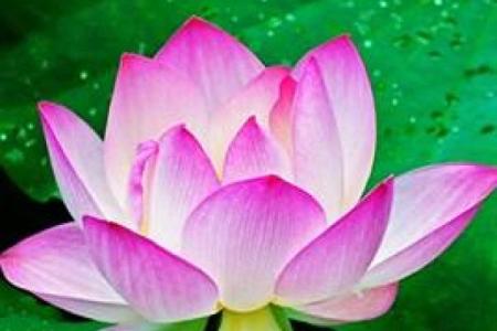 了解十一月六日出生者的命运：繁花似锦的生命旅程